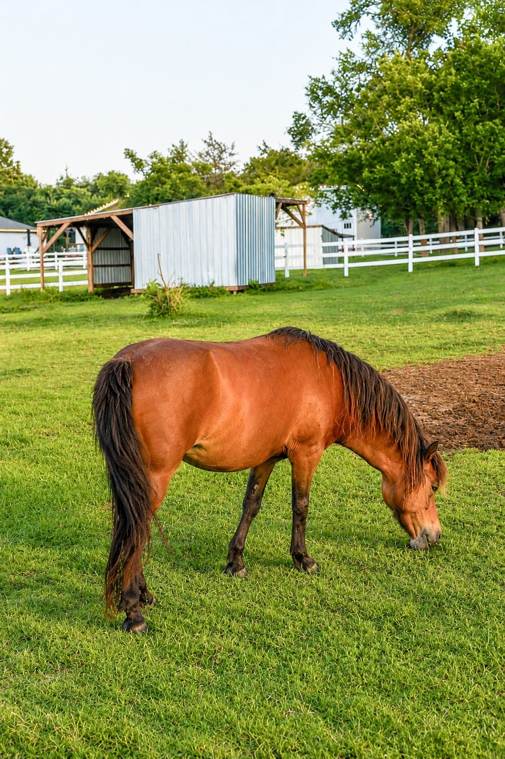 Farm animals at Milk & Honey Ranch in Burton, TX — photo 34