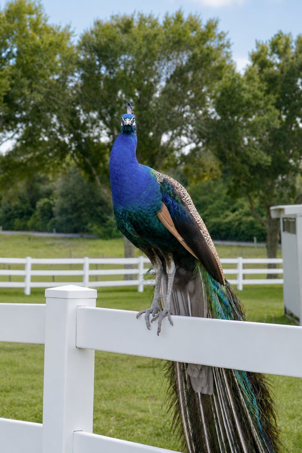 Farm animals at Milk & Honey Ranch in Burton, TX — photo 30