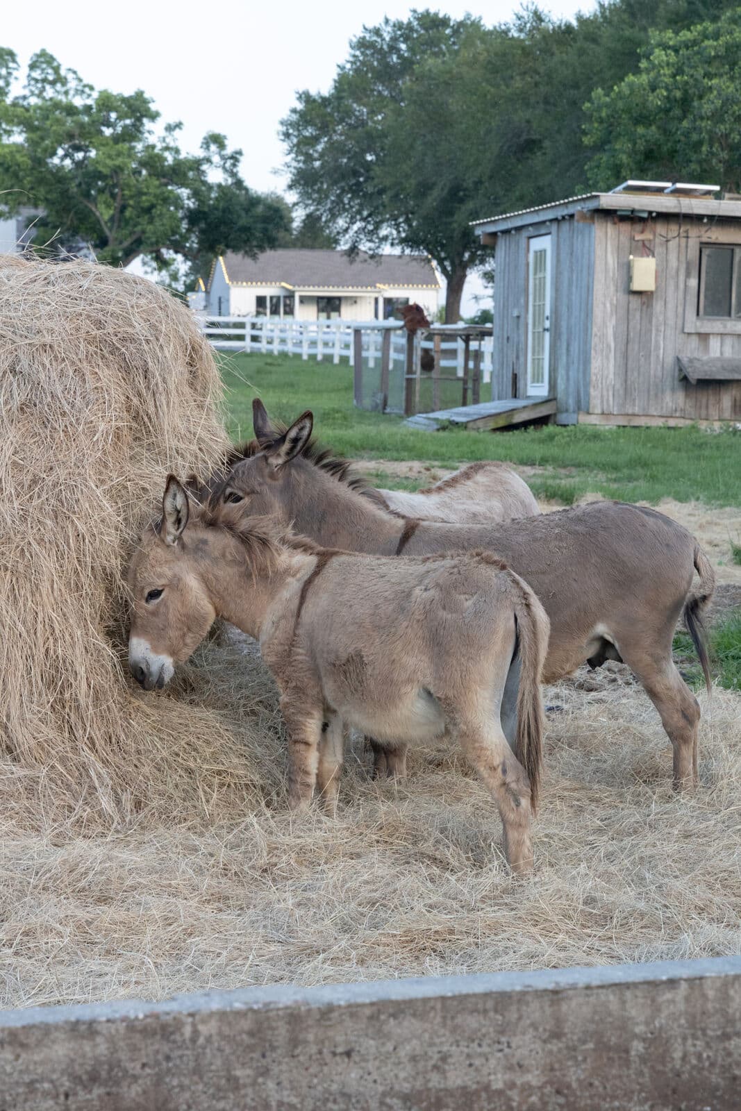 Farm animals at Milk & Honey Ranch in Burton, TX — photo 1