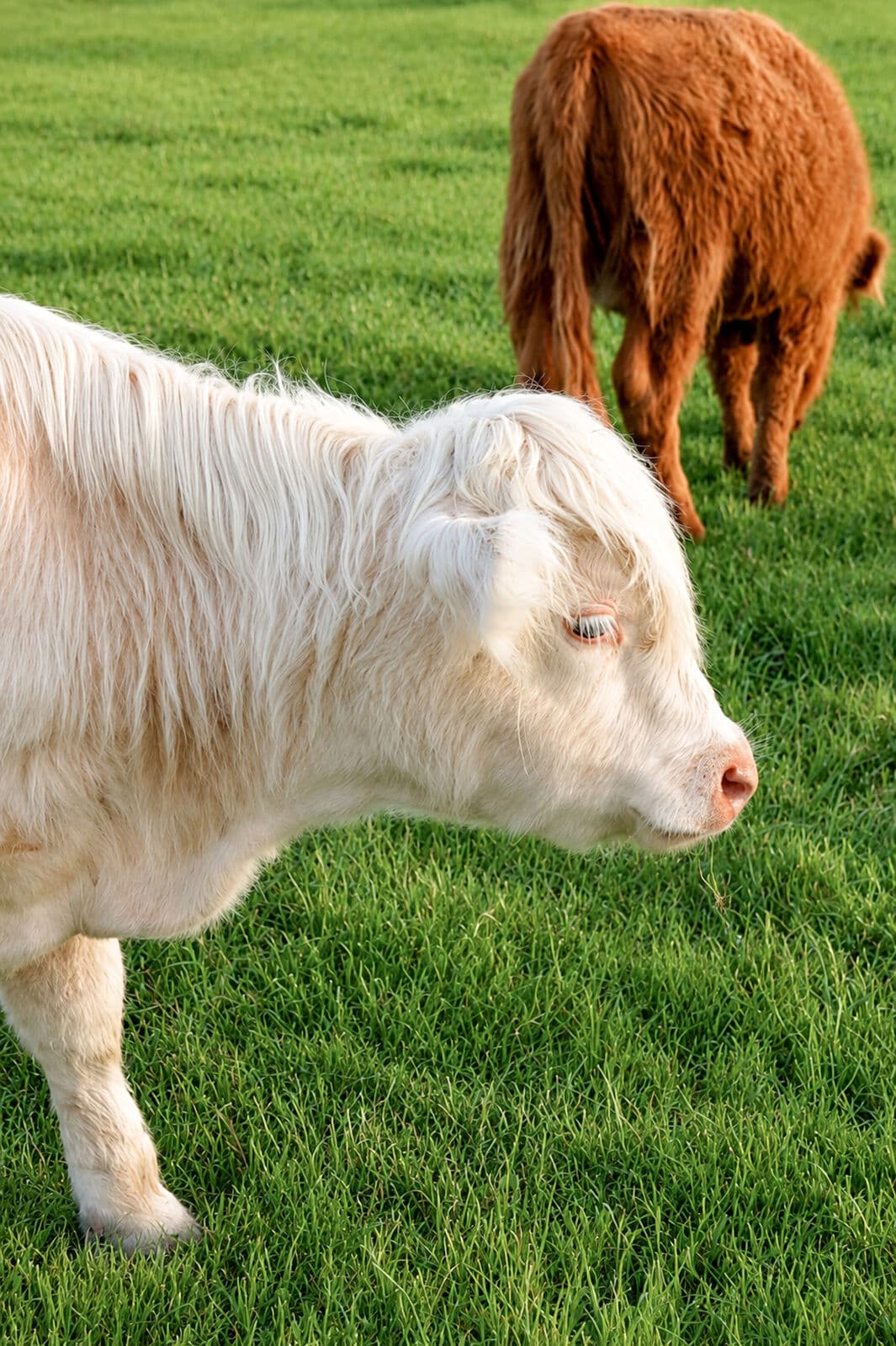 Farm animals at Milk & Honey Ranch in Burton, TX — photo 3