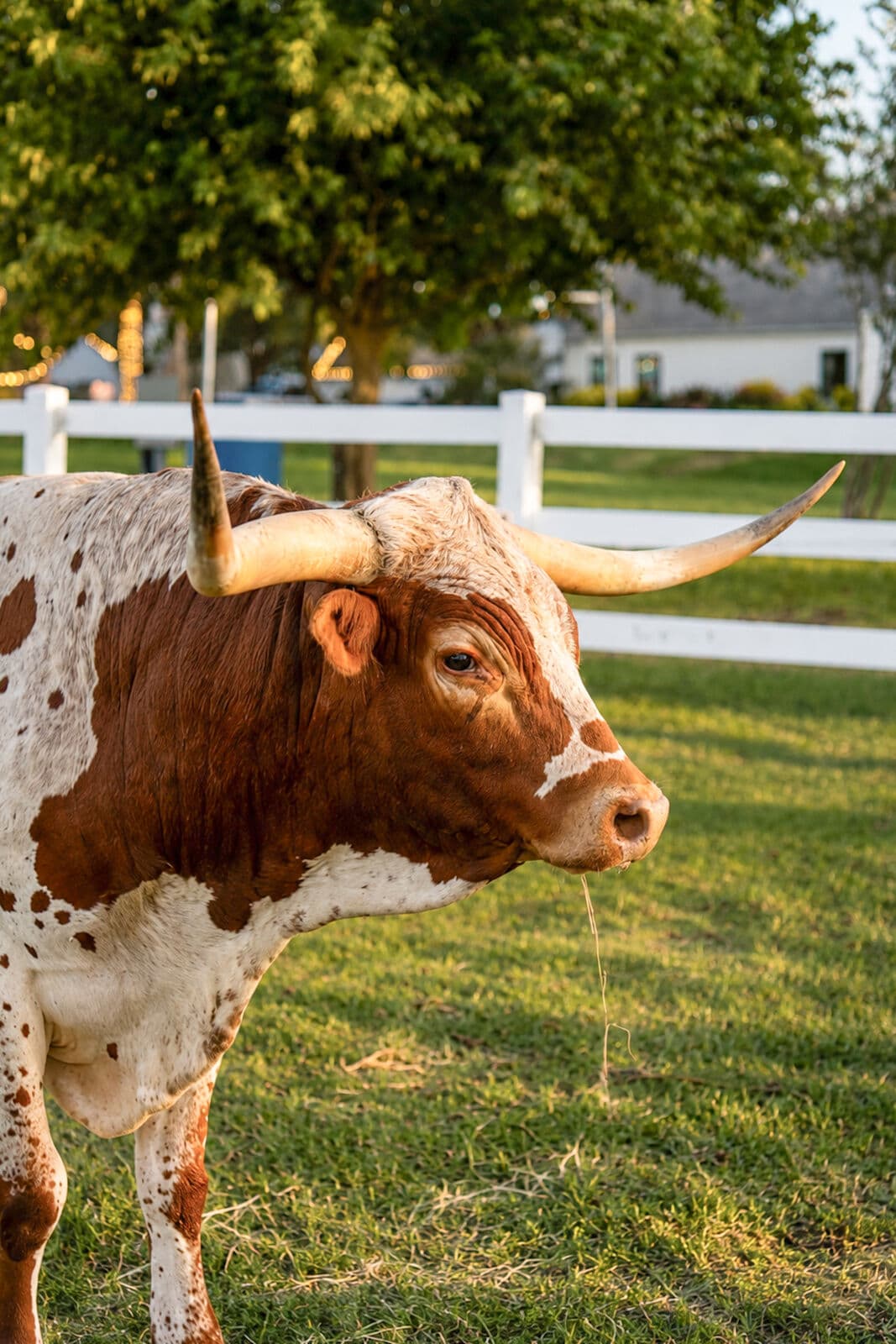 Farm animals at Milk & Honey Ranch in Burton, TX — photo 5