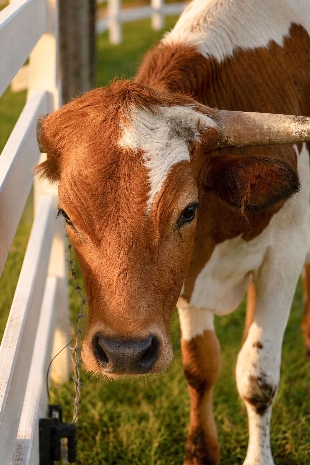 Farm animals at Milk & Honey Ranch in Burton, TX — photo 6