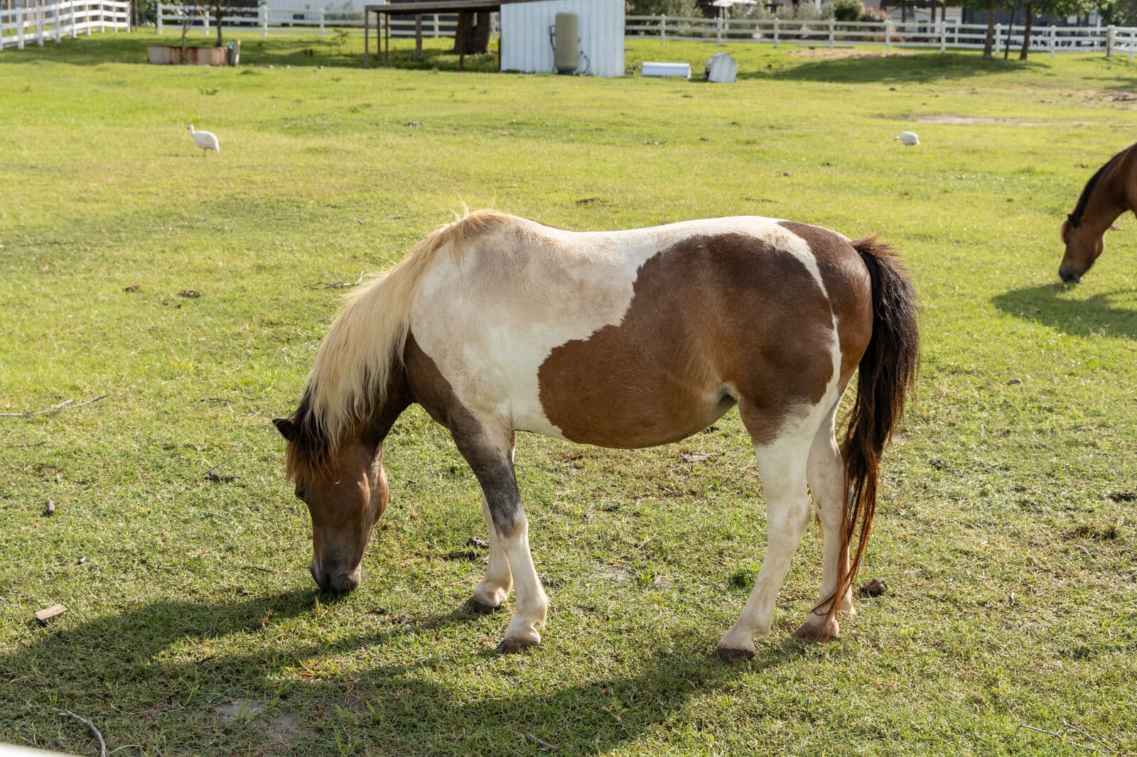 Farm animals at Milk & Honey Ranch in Burton, TX — photo 7