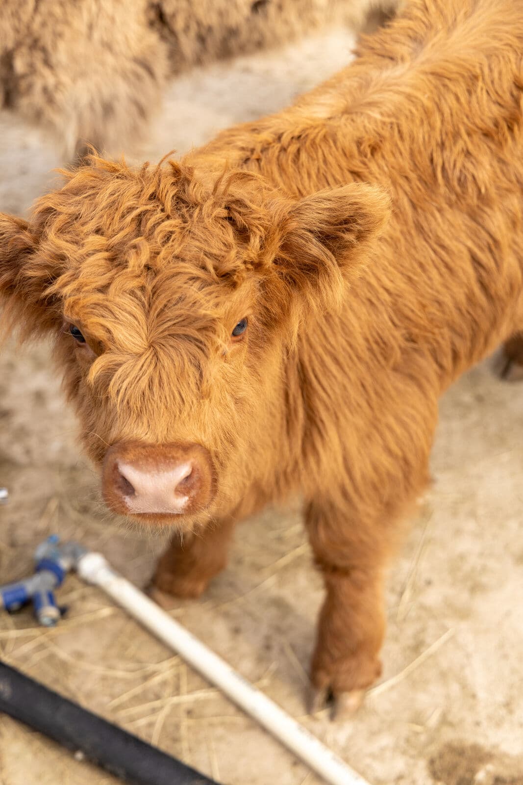 Animals Gallery at Milk & Honey Ranch in Burton, TX