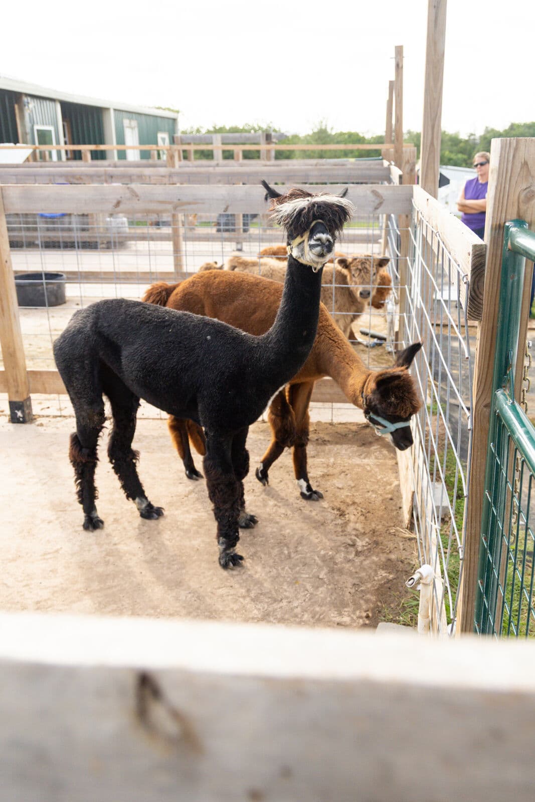 Farm animals at Milk & Honey Ranch in Burton, TX — photo 9