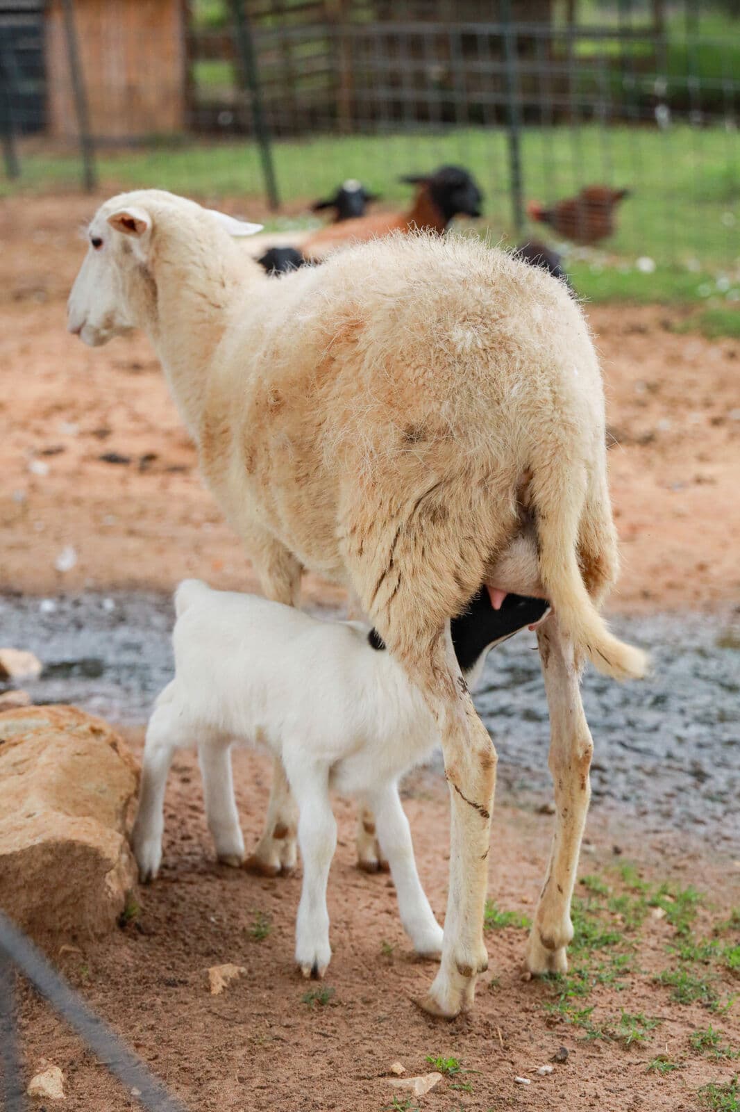 Farm animals at Milk & Honey Ranch in Burton, TX — photo 10