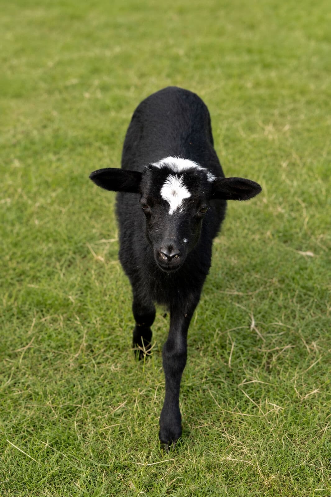 Farm animals at Milk & Honey Ranch in Burton, TX — photo 11