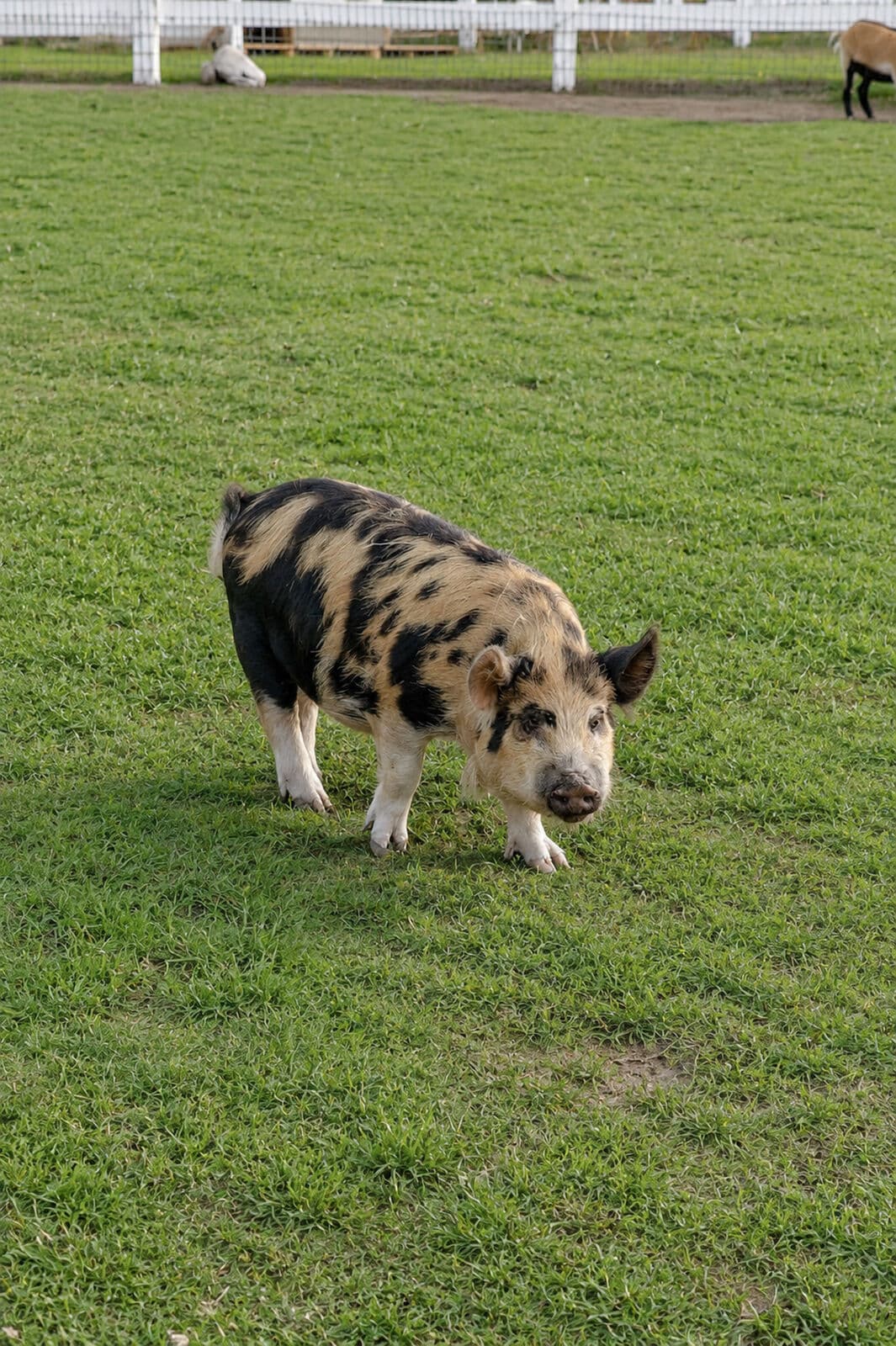 Farm animals at Milk & Honey Ranch in Burton, TX — photo 13