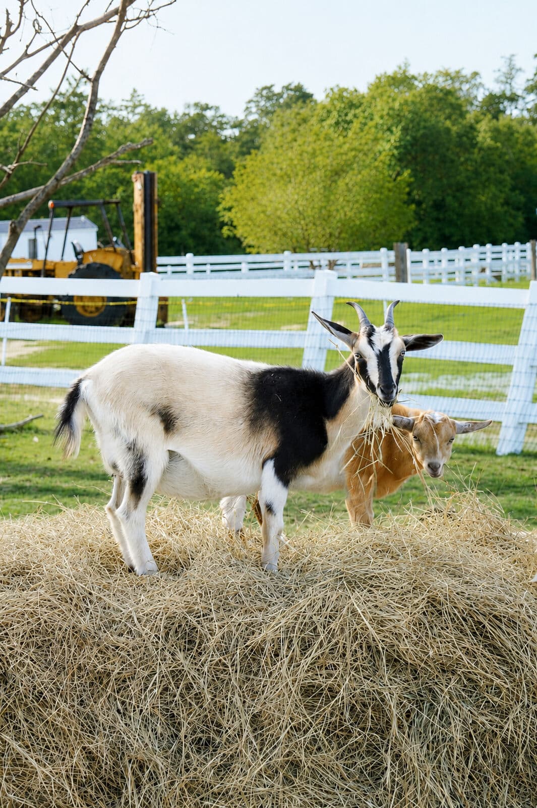 Farm animals at Milk & Honey Ranch in Burton, TX — photo 16