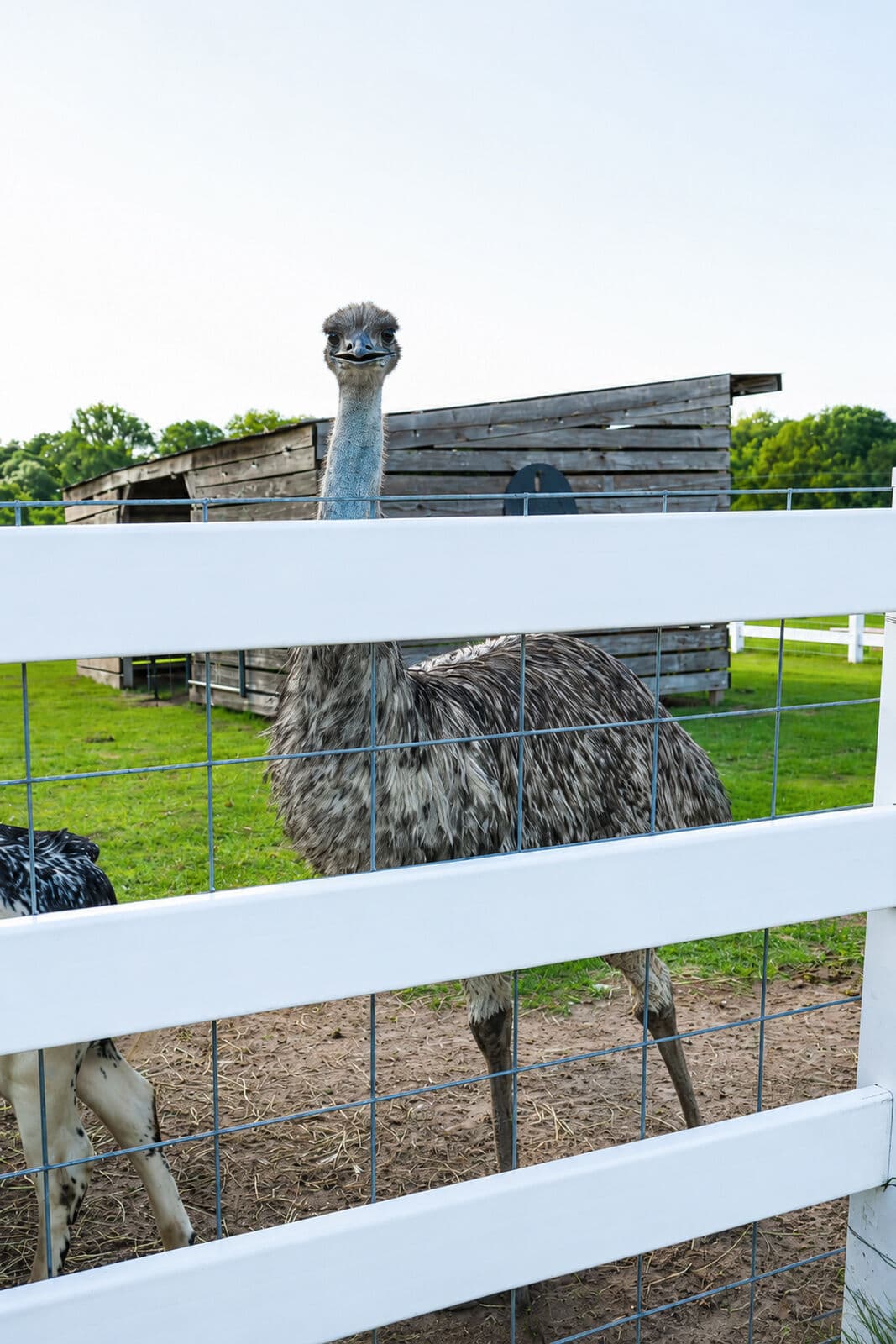 Farm animals at Milk & Honey Ranch in Burton, TX — photo 17