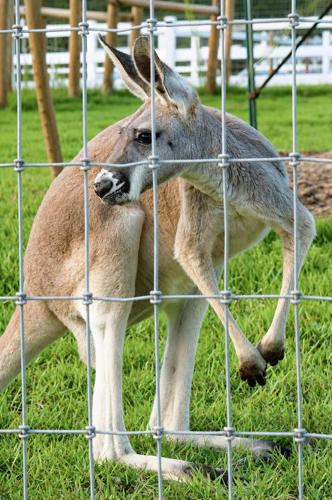 Farm animals at Milk & Honey Ranch in Burton, TX — photo 18