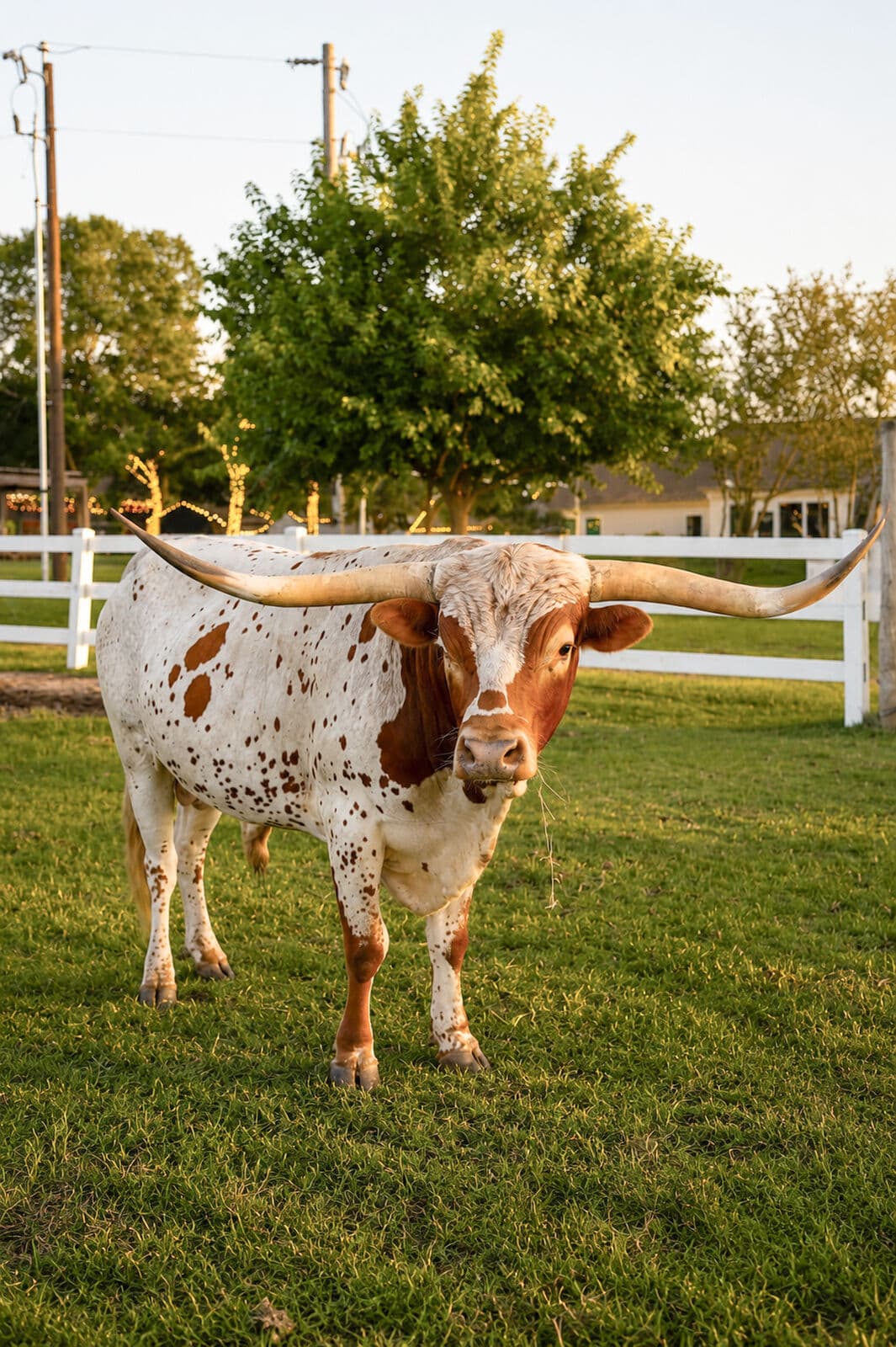 Farm animals at Milk & Honey Ranch in Burton, TX — photo 20