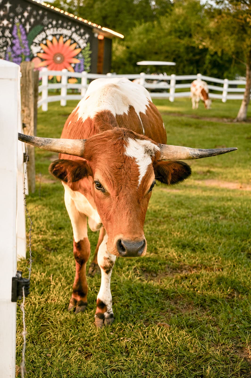 Farm animals at Milk & Honey Ranch in Burton, TX — photo 21
