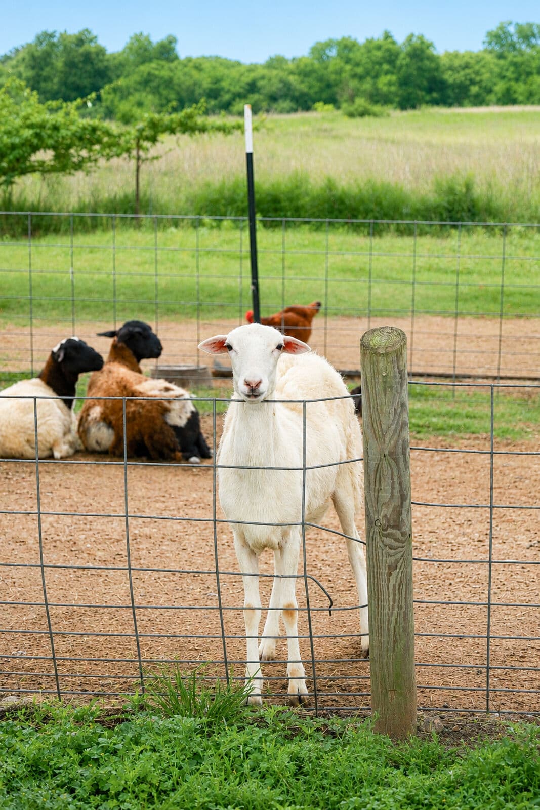 Farm animals at Milk & Honey Ranch in Burton, TX — photo 22