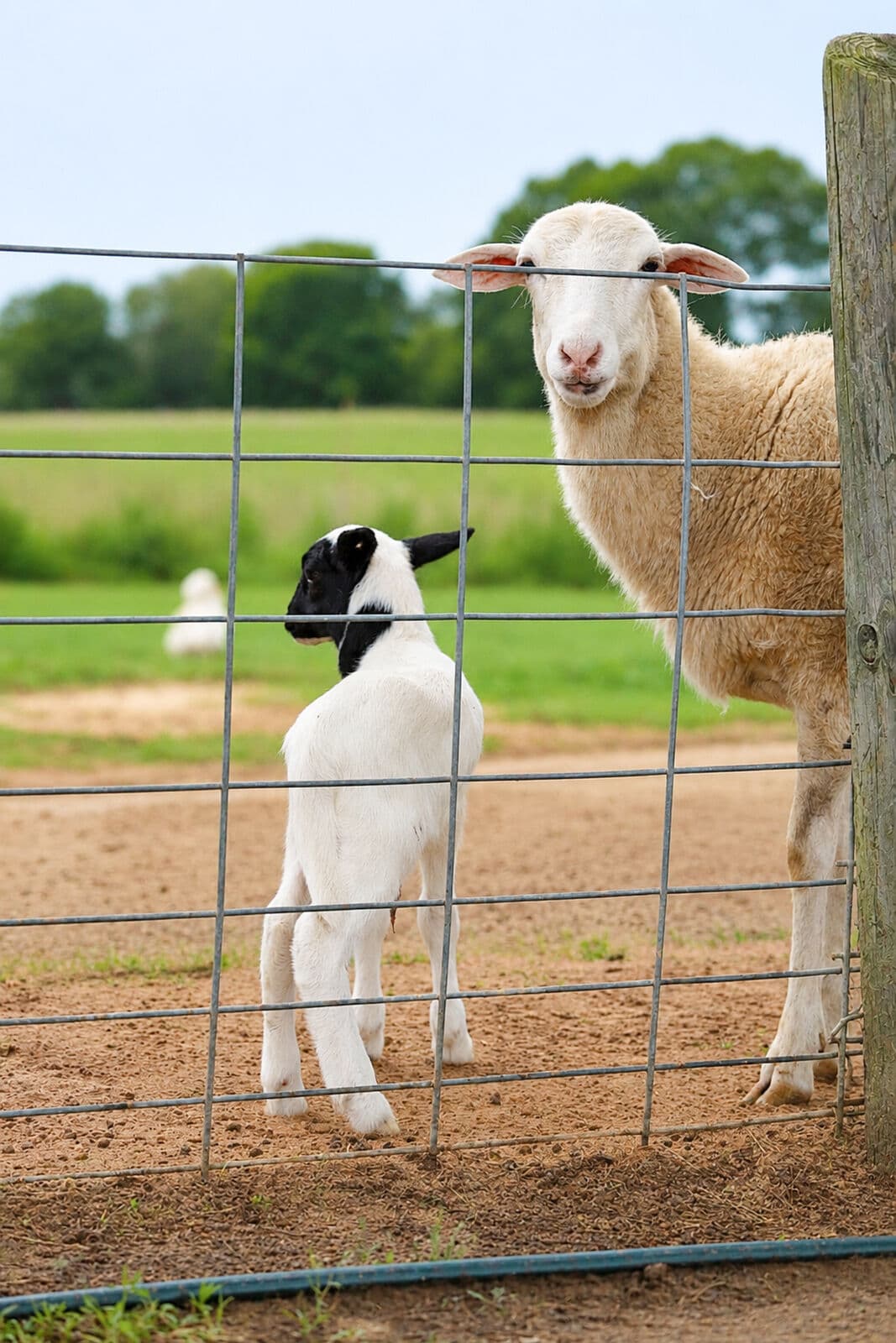 Farm animals at Milk & Honey Ranch in Burton, TX — photo 23