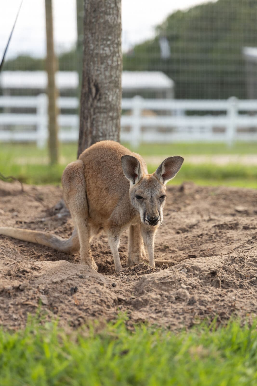 Farm animals at Milk & Honey Ranch in Burton, TX — photo 24