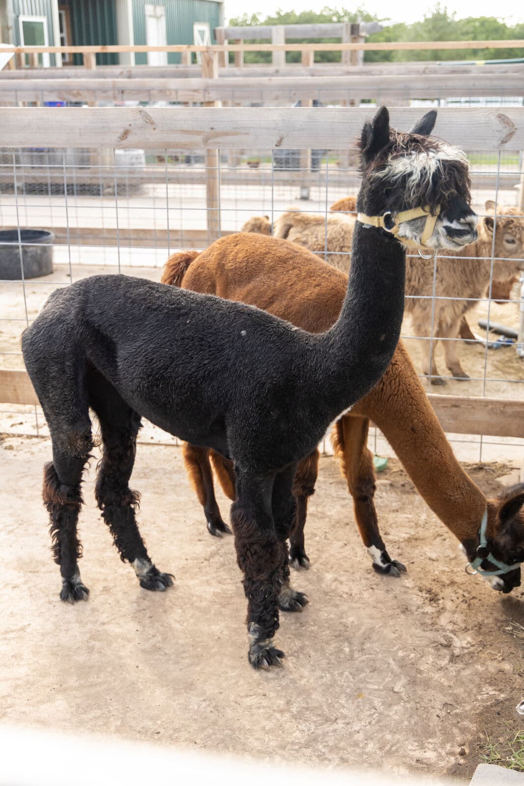 Farm animals at Milk & Honey Ranch in Burton, TX — photo 25