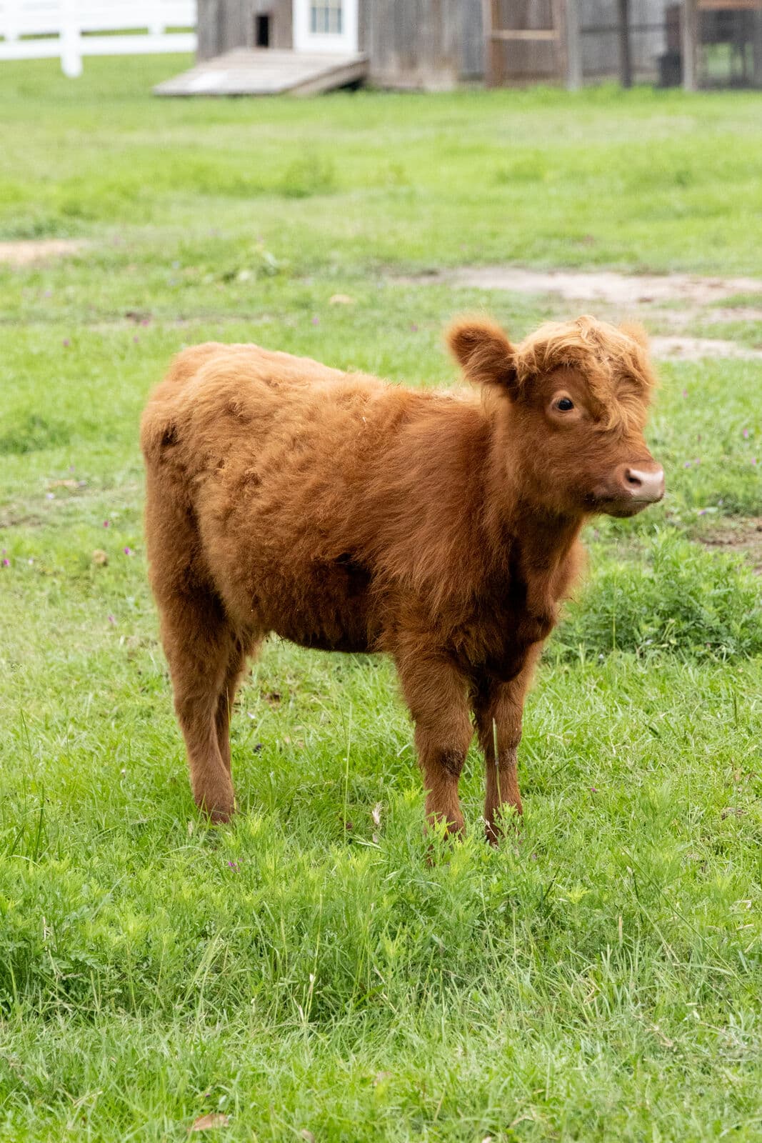 Farm animals at Milk & Honey Ranch in Burton, TX — photo 26