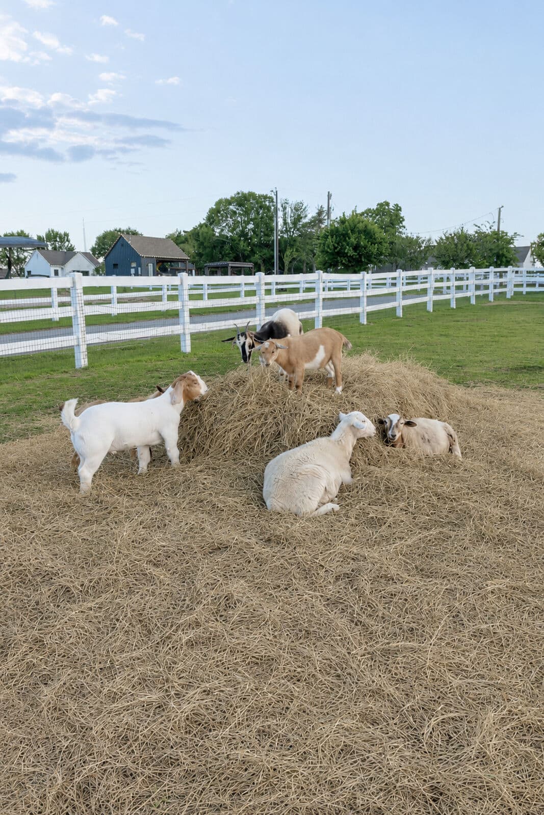 Farm animals at Milk & Honey Ranch in Burton, TX — photo 27