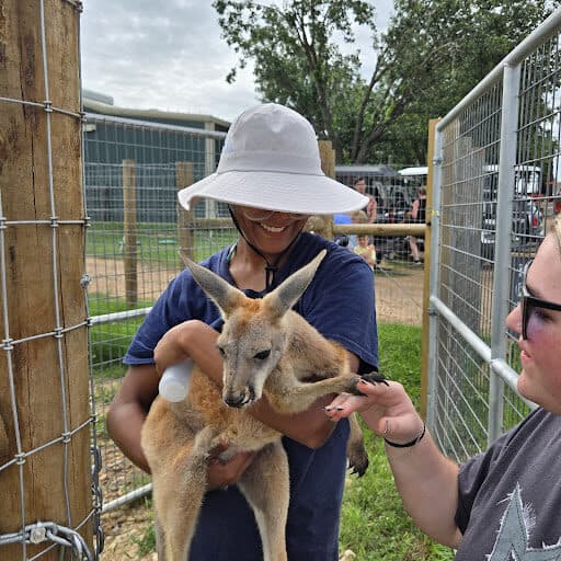 Ponies on the farm
