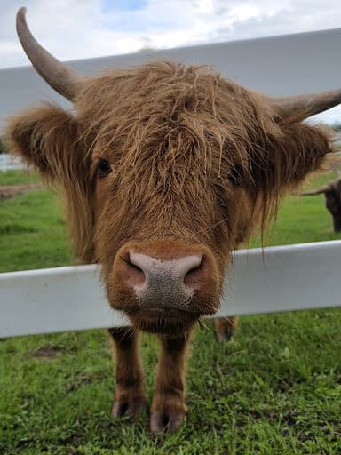 A friendly highland cow