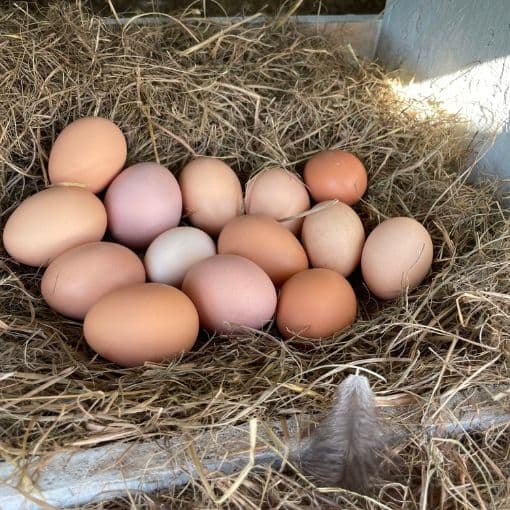 Dozen Chicken Eggs