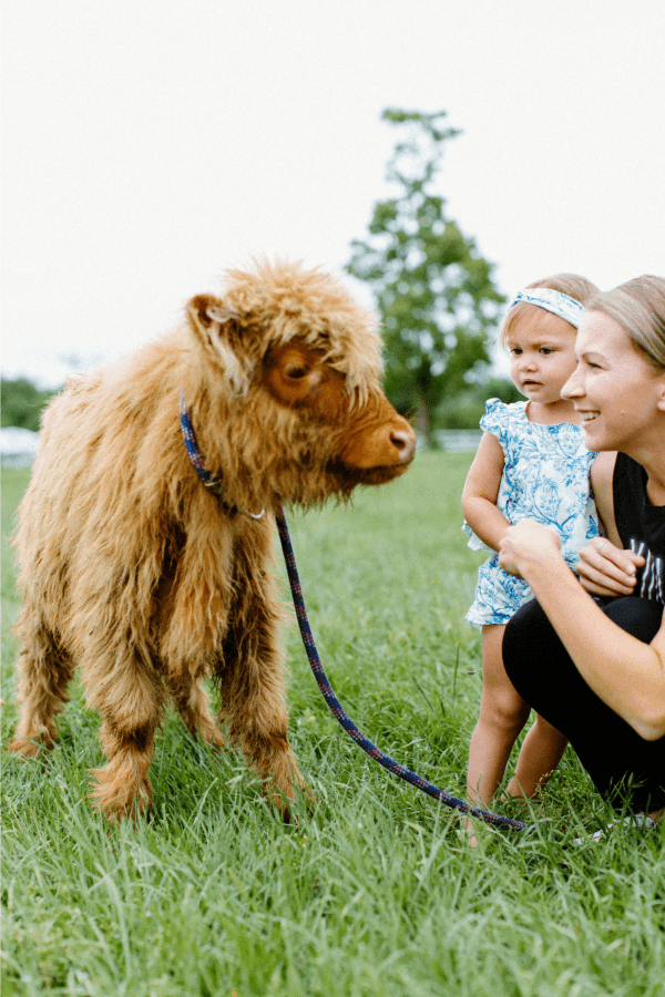 A fluffy Highland calf with a guest and toddler