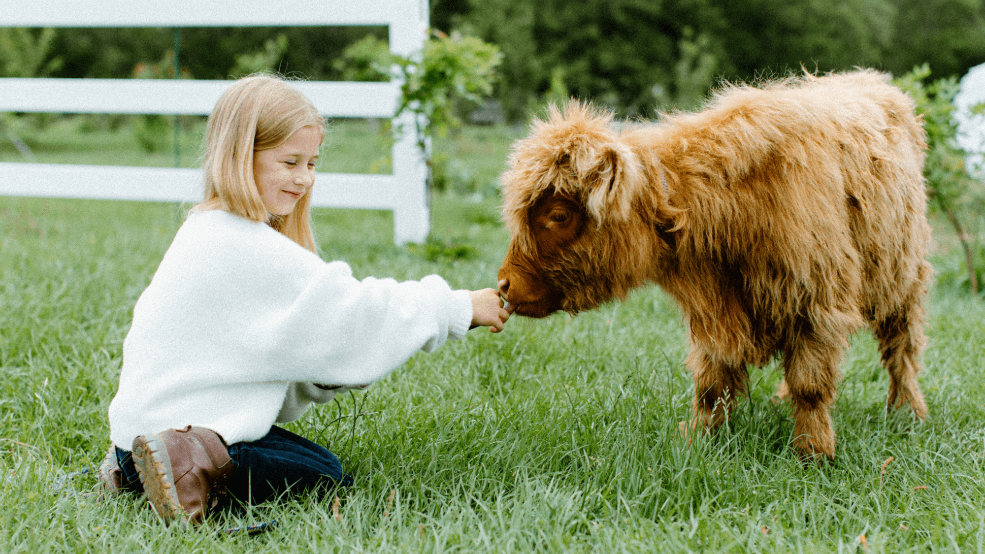Mini Cow Cuddle Experience at Milk & Honey Ranch