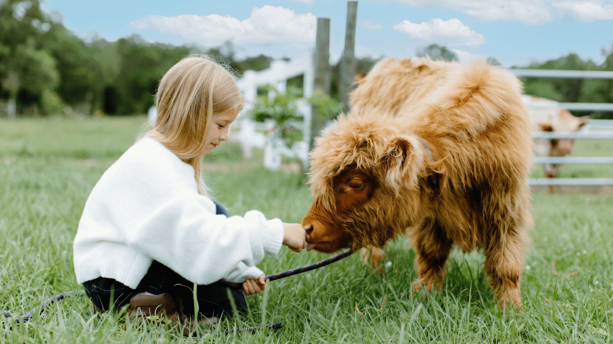 Where to Cuddle Mini Cows in Texas