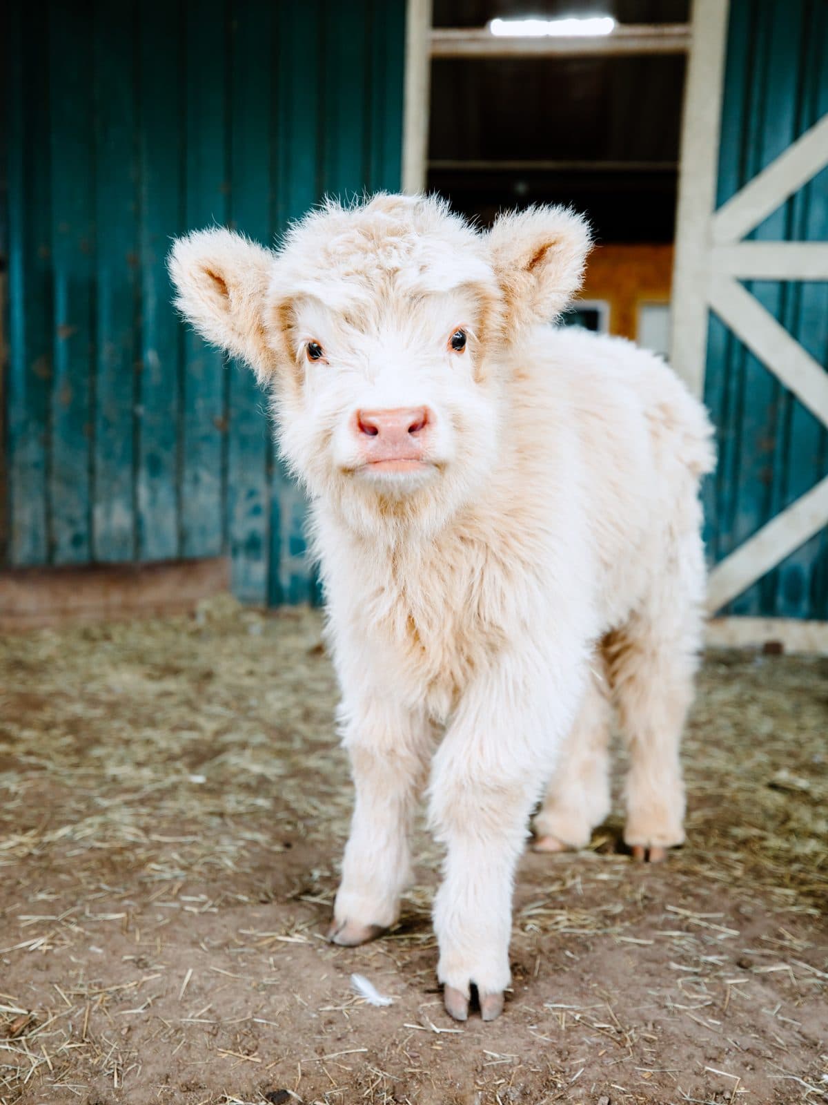 Mini Cow Cuddles