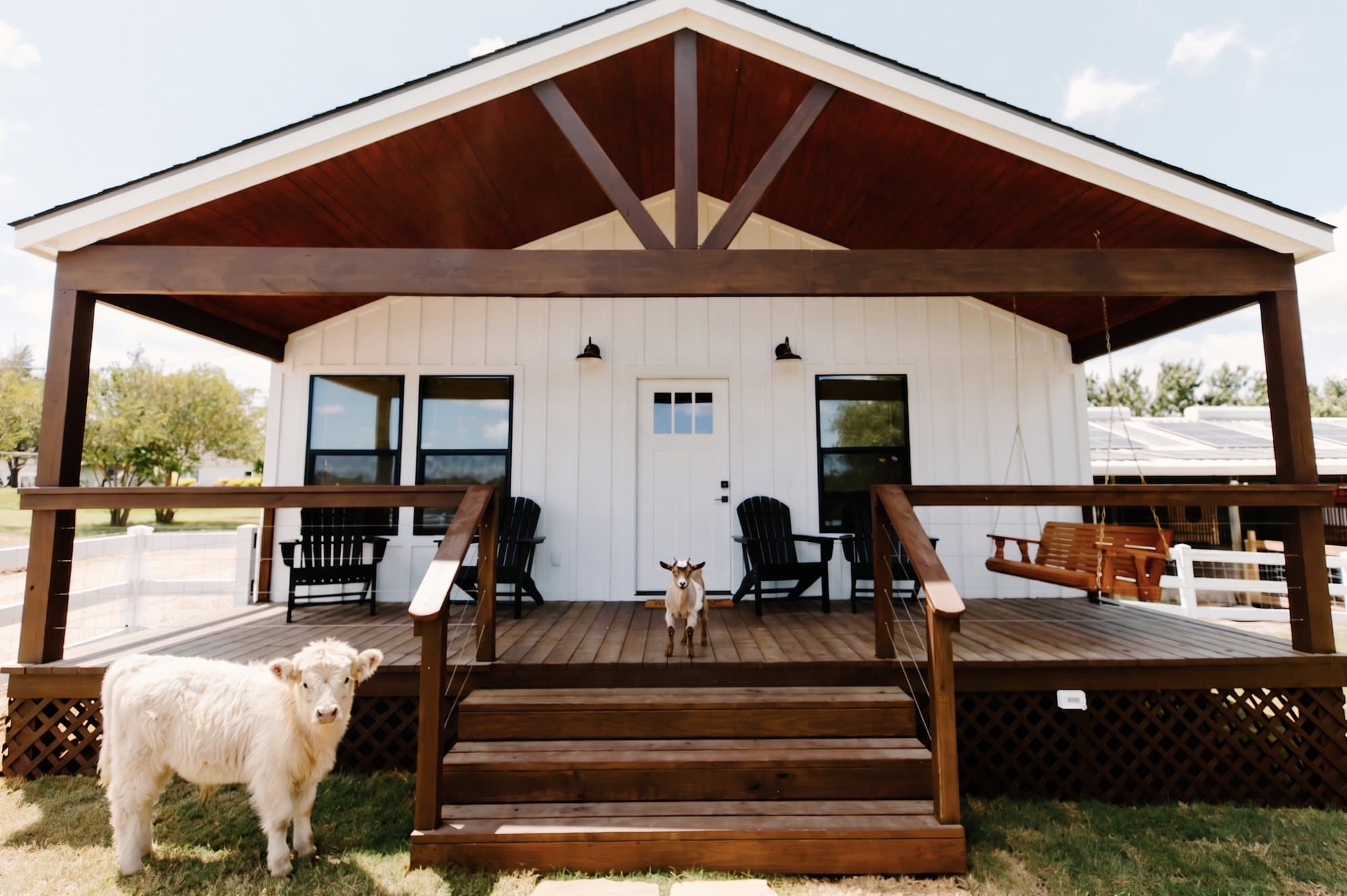 Cows on your doorstep