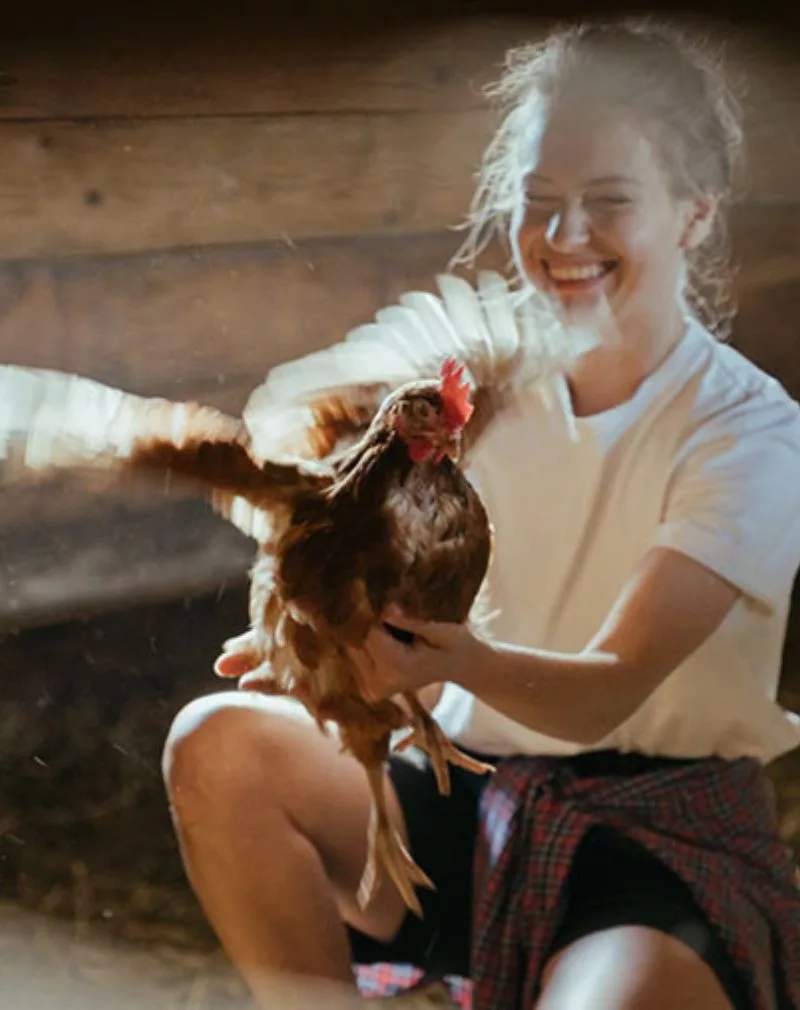 Farm Animals - Chickens