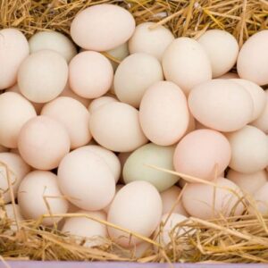 Milk & Honey Ranch - Market - Dozen Duck Eggs